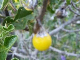 Solanum linnaeanum dark-leaved